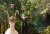 funny-wedding-photos-chickens-throw.jpg