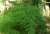 asparagus-fern.jpg